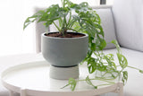 Large Ceramic planter in gray